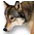 Animal Voice